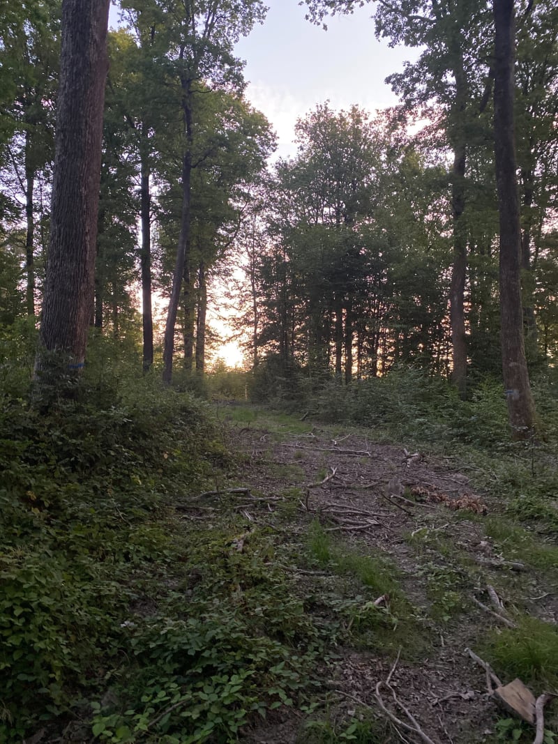 Balade du matin à Rémelfing - Rémelfing