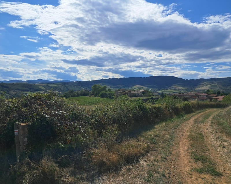 Balade dans les vignes des Pierres Dorees - Ternand