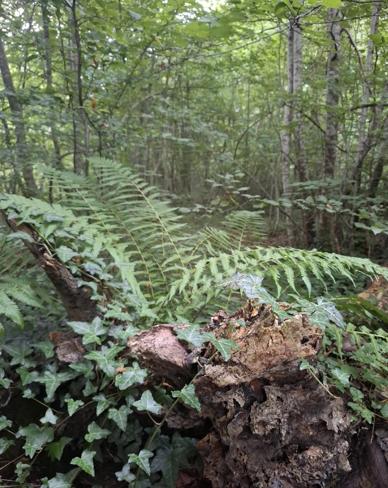 Étangs de Commelle - Coye-la-Forêt