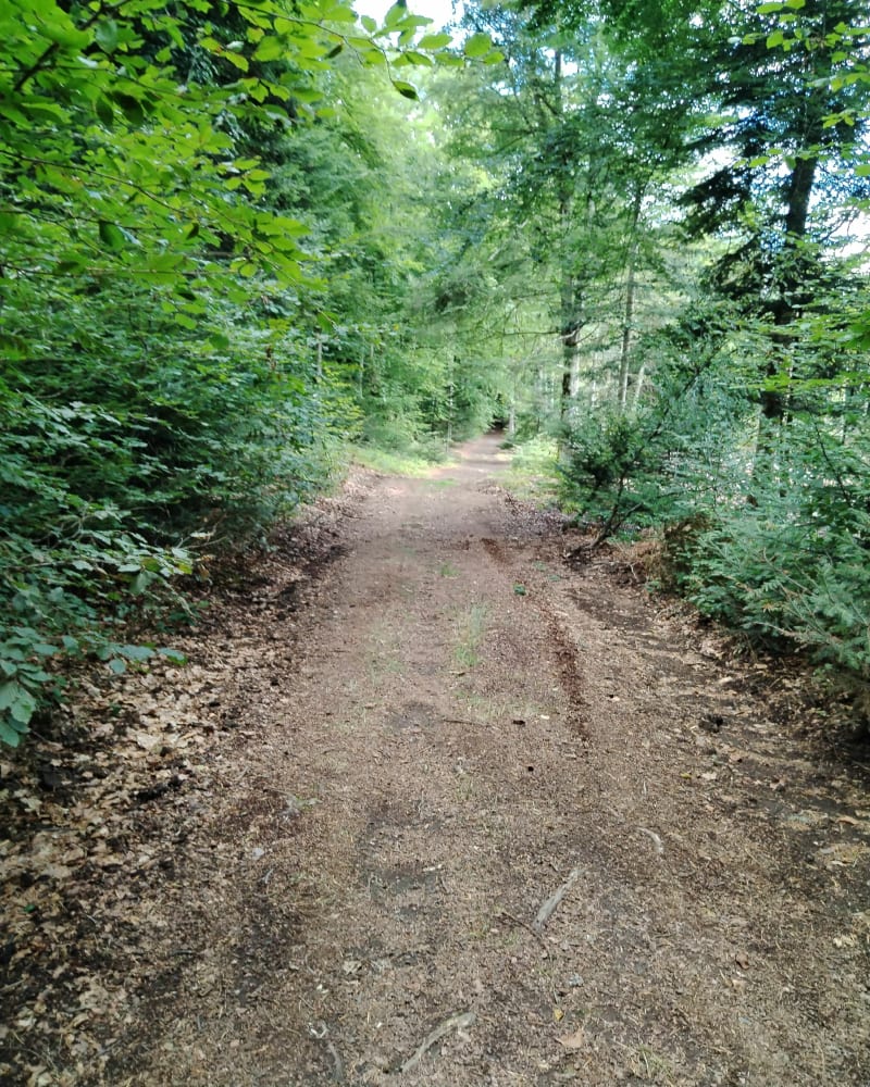 La forêt de l'Achant de Saint-Amant - Saint-Amant-Roche-Savine