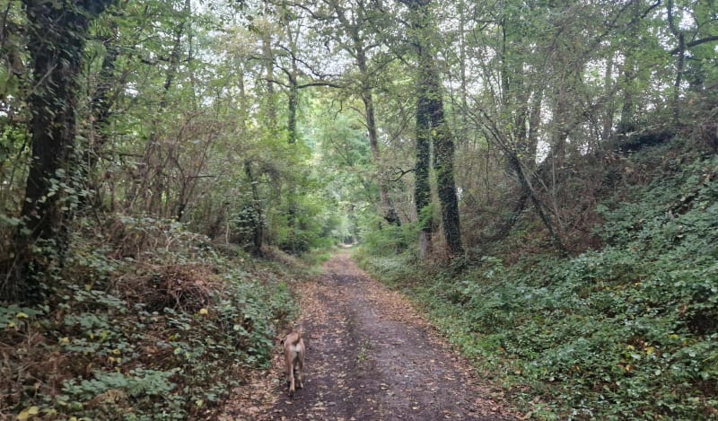 Promenade autour d'Aussevielle - Aussevielle