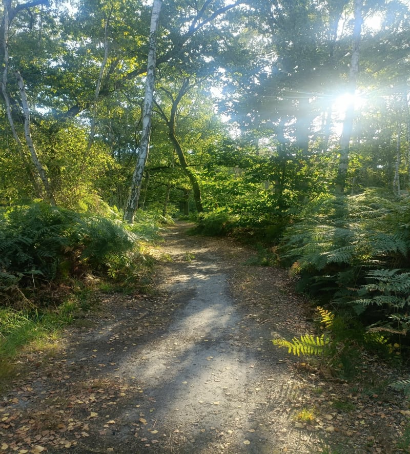 Balade en forêt entre Saint Martin Longueau et les Ageux - Les Ageux