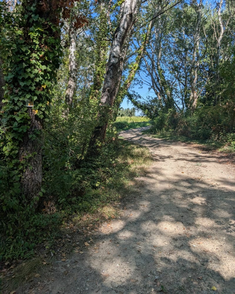 Balade entre Rhône et Lez à partir de Lapalud - Lapalud