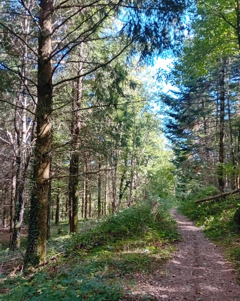 Mini boucle entre St-Bonnet et le Failly - Montmelas-Saint-Sorlin