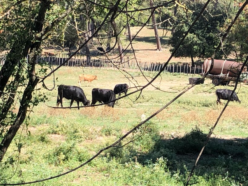 Boucle Eyragues en passant par les Alpilles - Eyragues