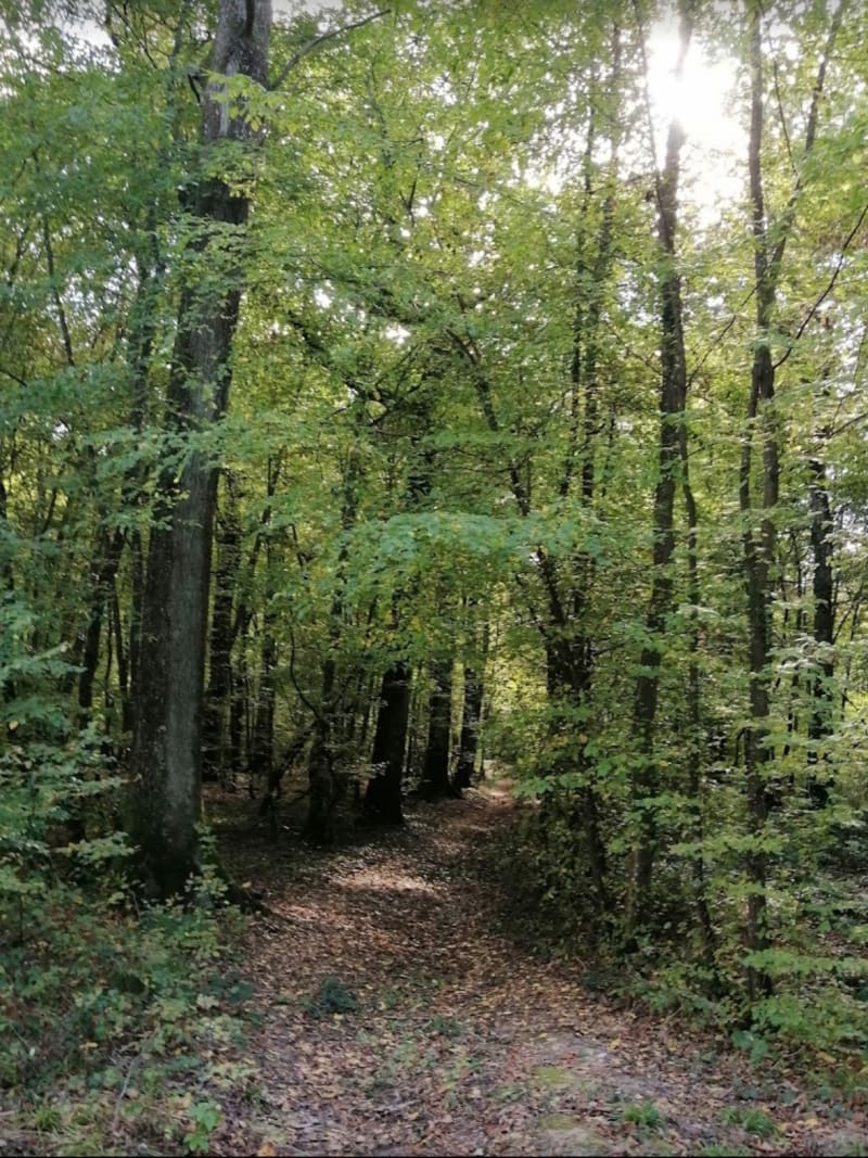 Balade en forêt Châlonnais, et Bois des Usagers - Châtenoy-le-Royal