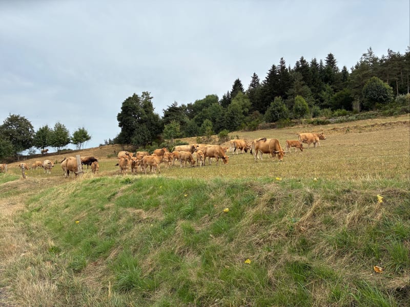 Balade agréable en VAE - Devesset