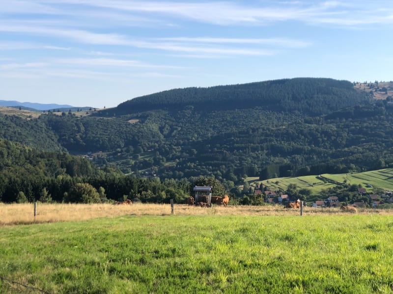 Découverte des pâturages au départ de la ferme-auberge - Bellefosse