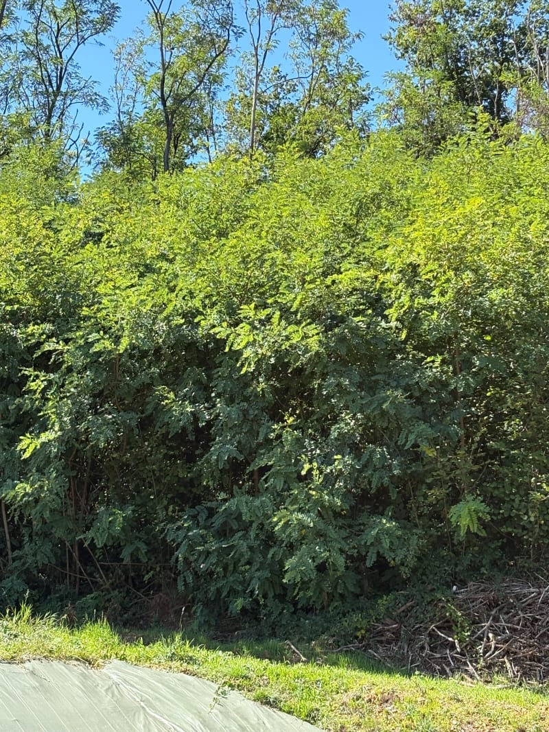 Marche et Course au Bois du Château - Laizé