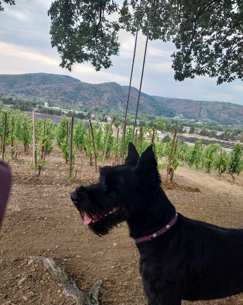 Petite balade dans les vignes, par les Védias - Gervans