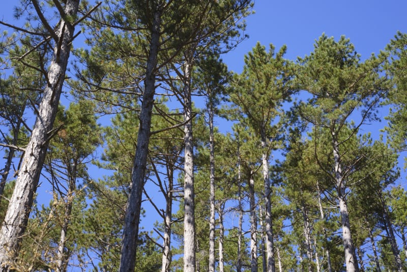 La Garde-Freinet, colline de Miremer - La Garde-Freinet