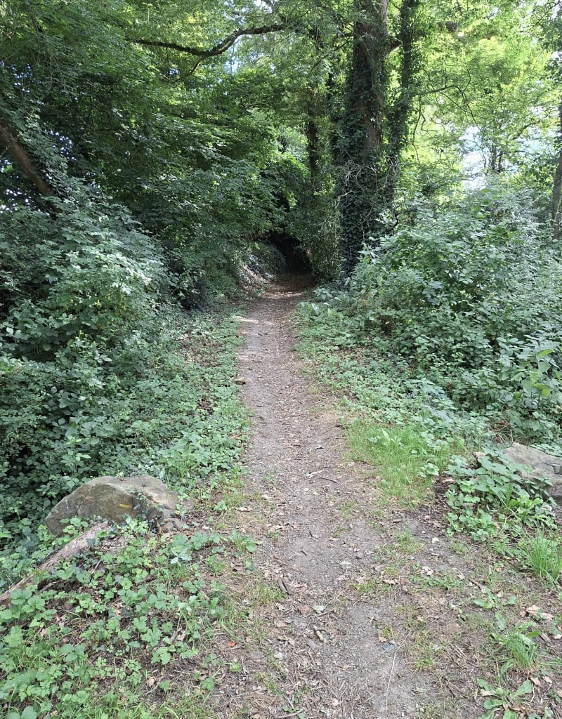 Balade dans la campagne de Saligny - Bellevigny