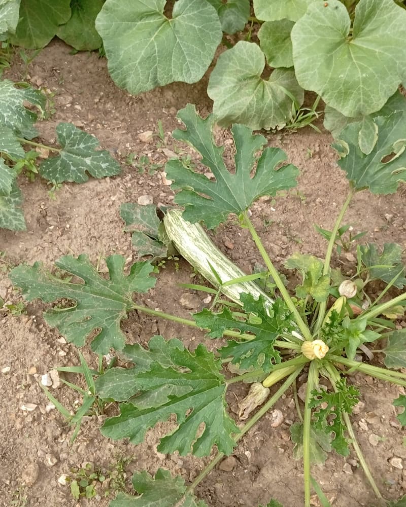 La coulée verte depuis Gasville-Oisème - Gasville-Oisème