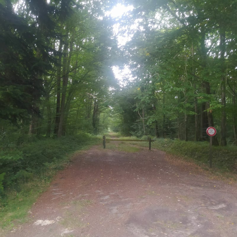 Forêt d'Orleans et ses nombreux chemins - Nesploy