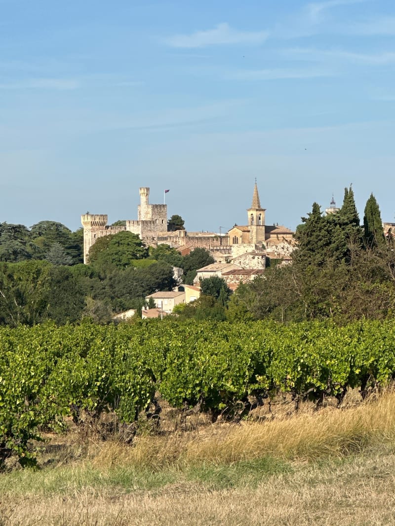 Garrigue , vignes et oliviers à Pouzilhac - Pouzilhac