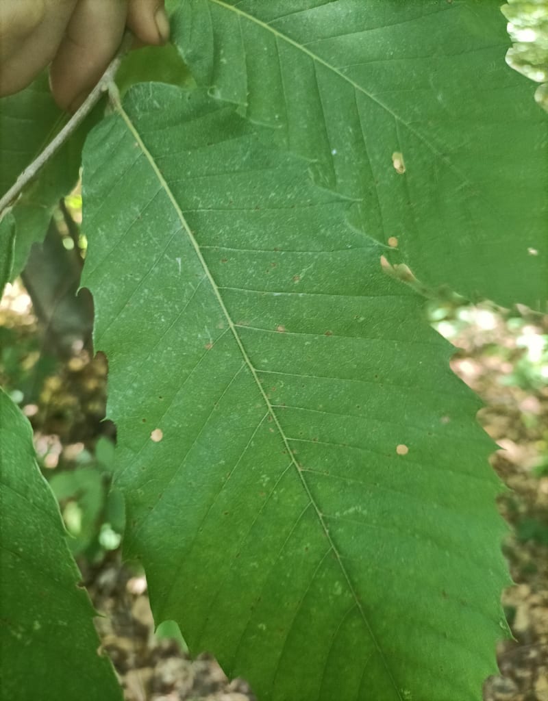 Foret de Ynville - Le Trait