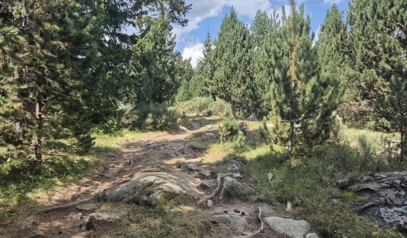 Ballade en forêt depuis le lac de Calvet - La Llagonne
