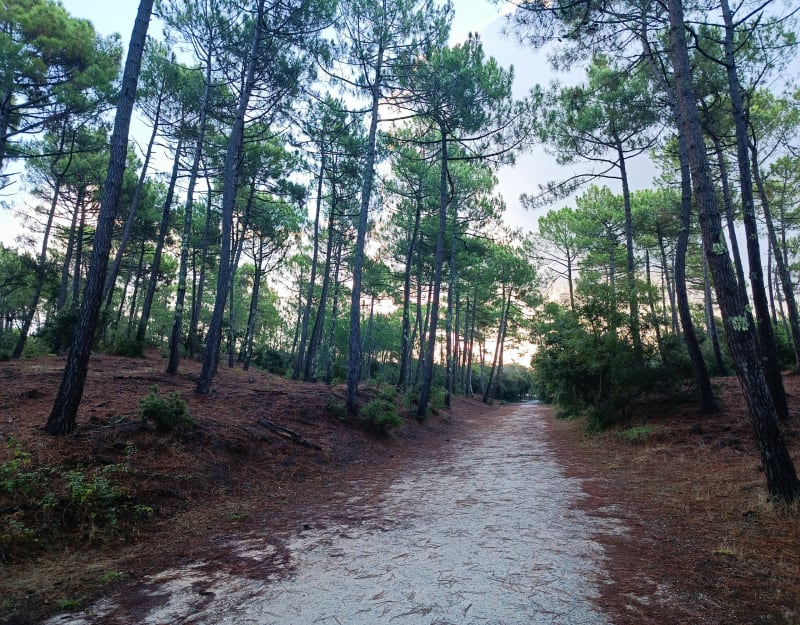 Forêt de la Coubre - La Tremblade