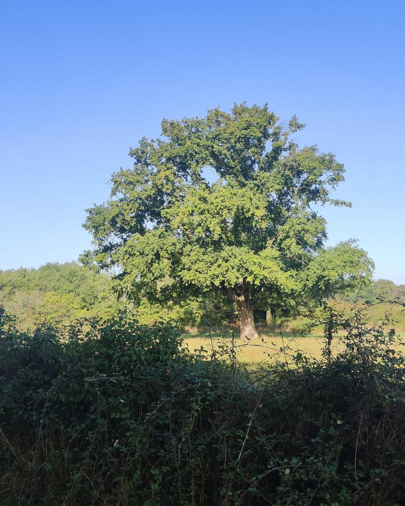Pleumartin et ses environs - Pleumartin
