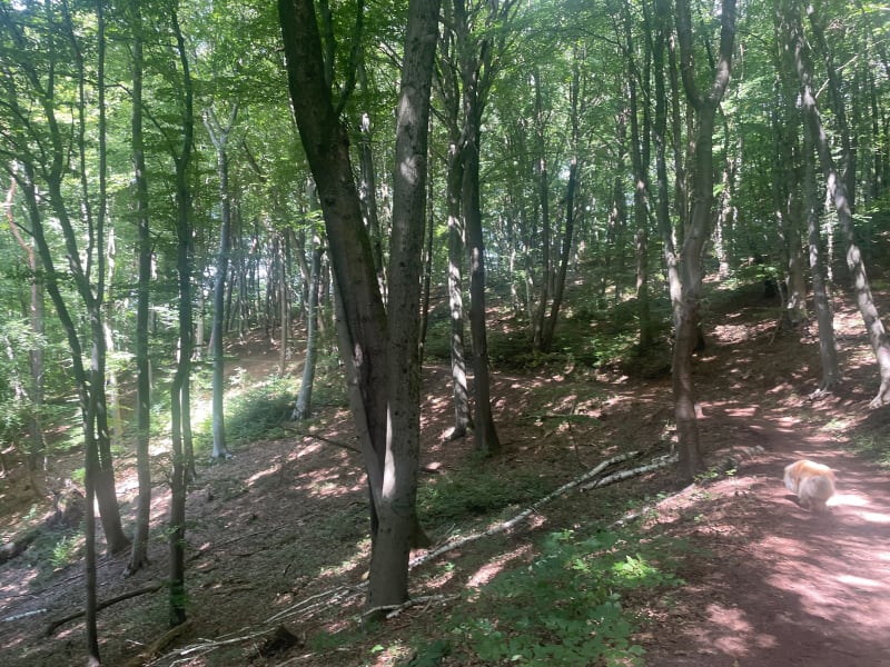 Promenade courte à l’ombre du Schlossberg - Forbach