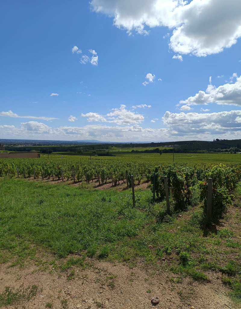 Balade à pied autour de Chénas - Romanèche-Thorins