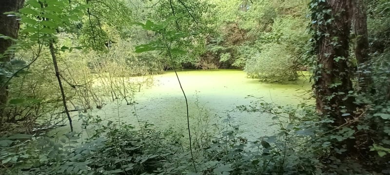 En forêt de Feuguerolles à Saint-André - Feuguerolles-Bully