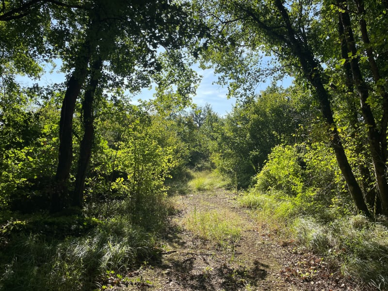 Rando en forêt de Benon - Benon