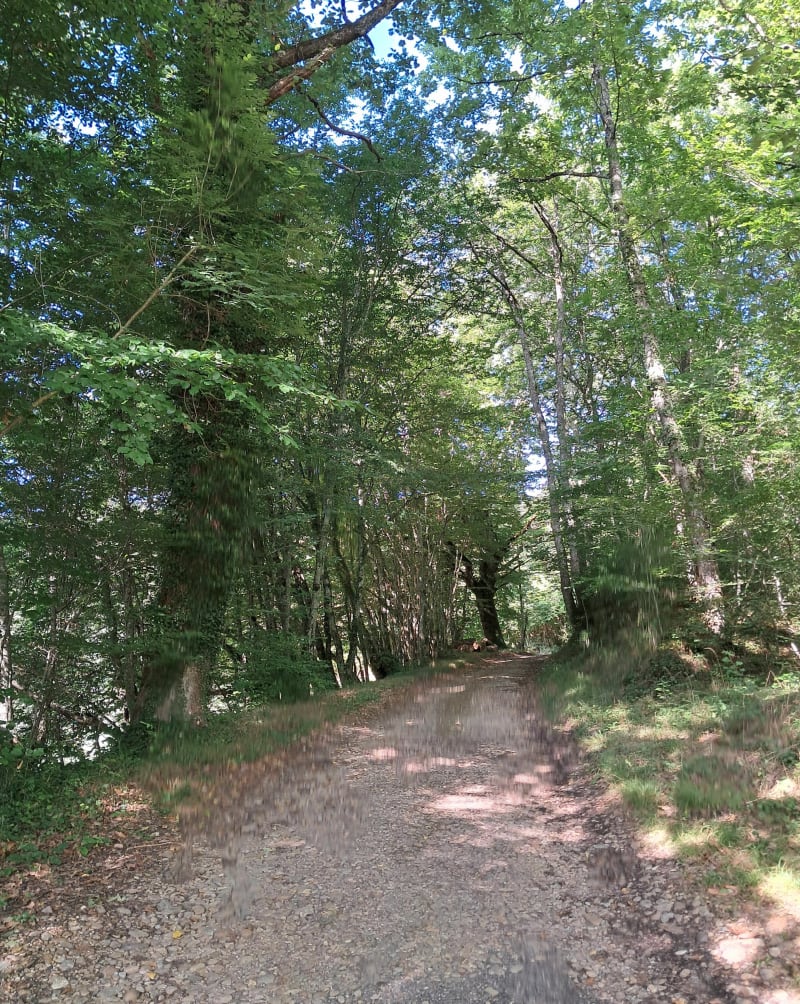 Bois de Saint-Bonnet - Saint-Antoine-l'Abbaye