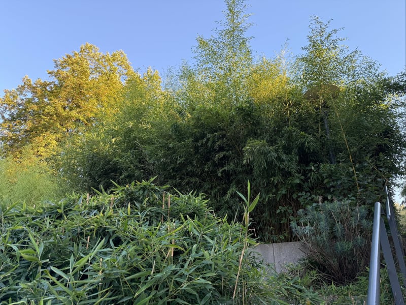 Chemin de la demi-lune à Champvert - Tassin-la-Demi-Lune