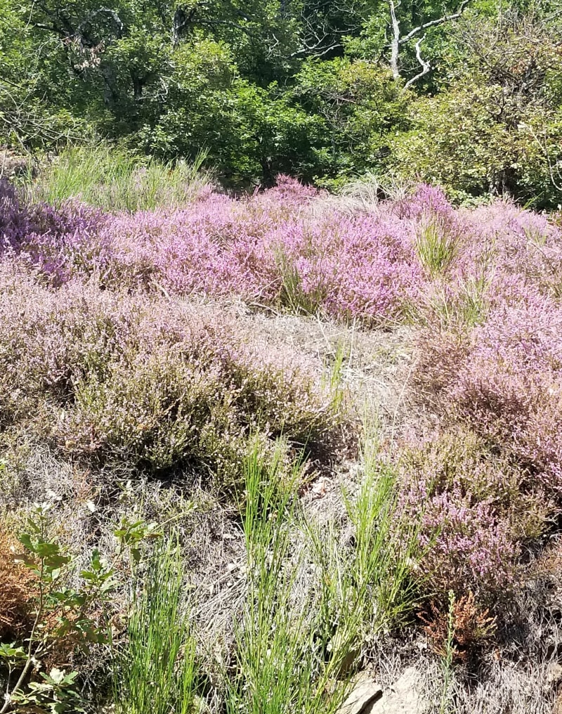 Boucle Pélussin avec vues sur la vallée du Rhône et vallée du Gier - Pélussin