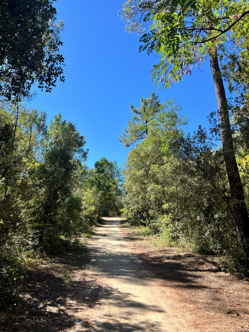 Au cœur de la forêt de pins de Saint-Jean-de-Monts - Saint-Jean-de-Monts