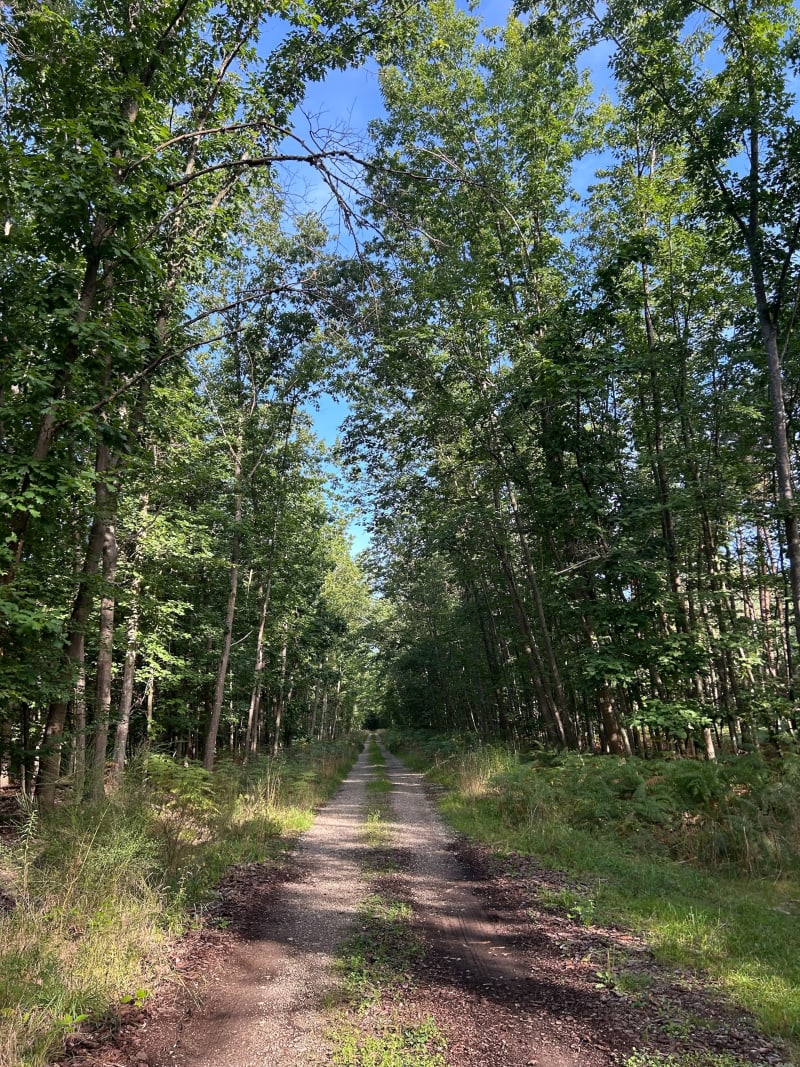 Balade en forêt de Haguenau - Haguenau