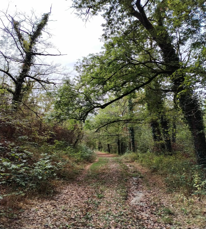 Bois et chemin et Croix la Pierre - Bagnac-sur-Célé