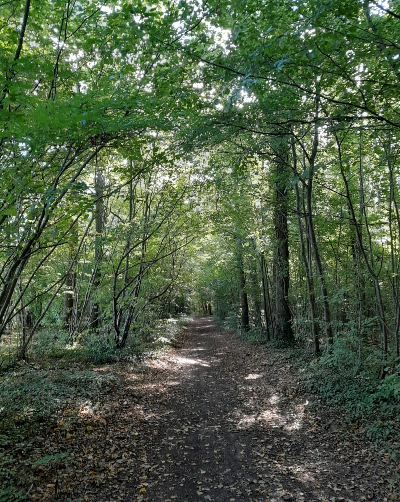Forêt Sud Senlis - Senlis