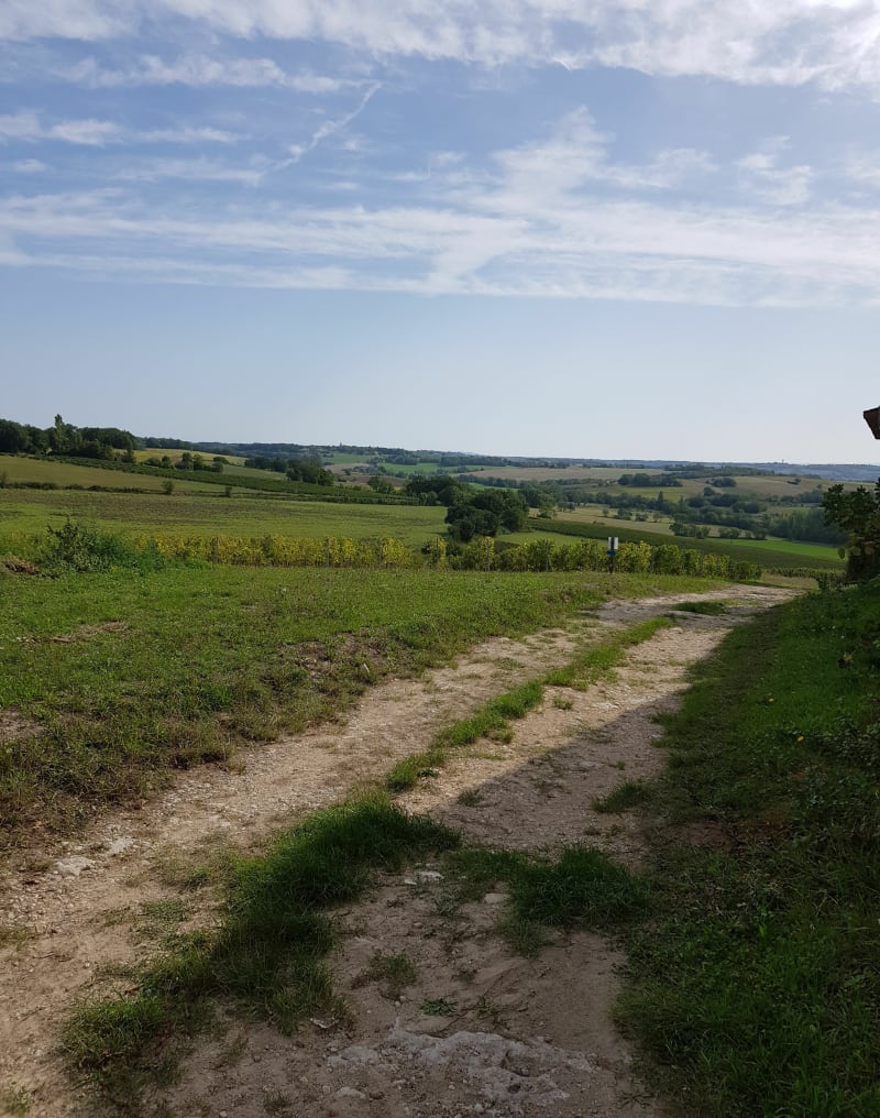 Au milieu des vignes de Cestayrols - Cestayrols