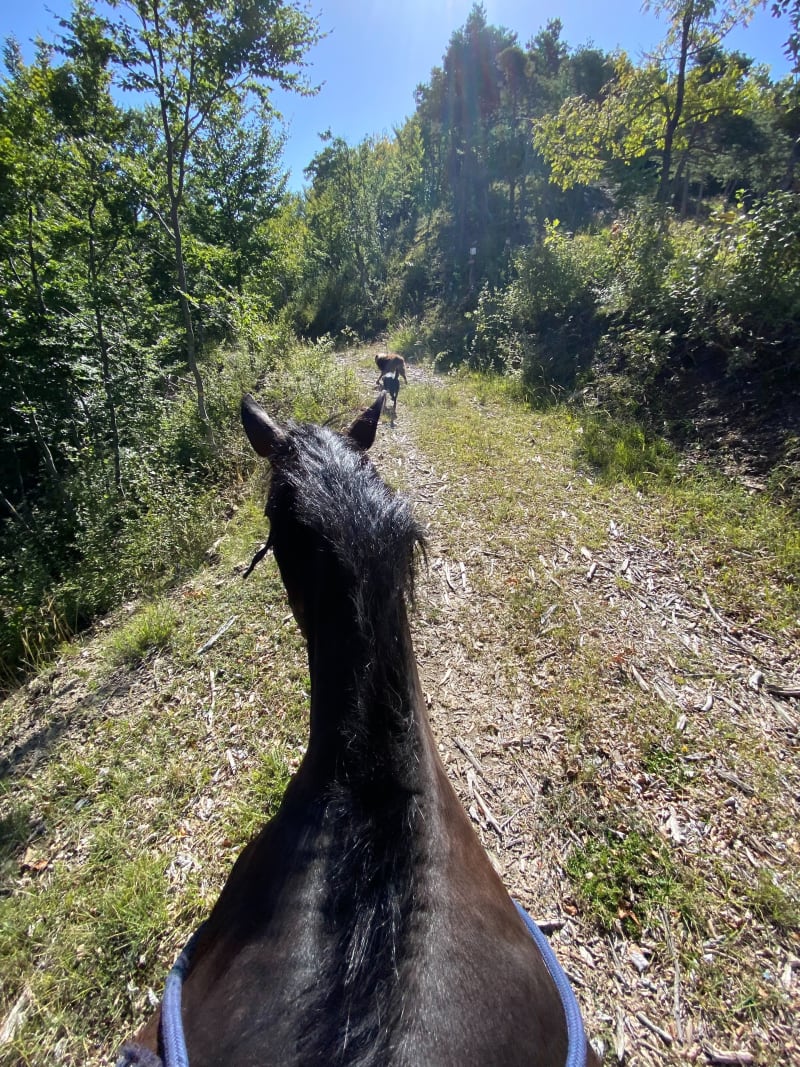Balade à l’ombre de la forêt de Venterol - Venterol