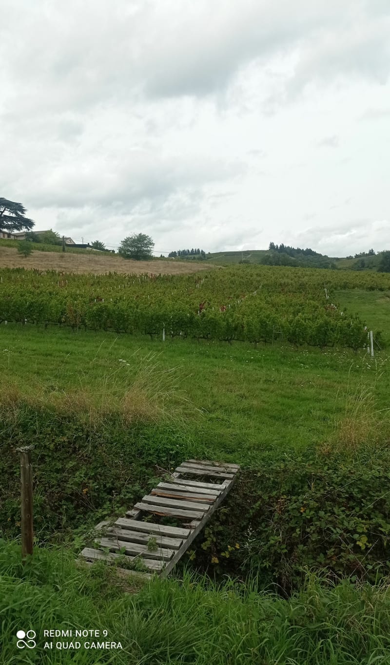 Des cimes de Chiroubles au fûts d'Avenas - Villié-Morgon