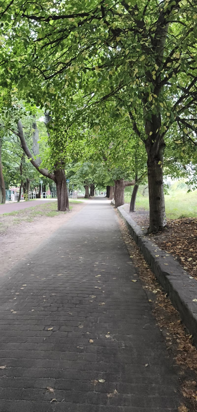 Żabianka intensywnie - Gdańsk