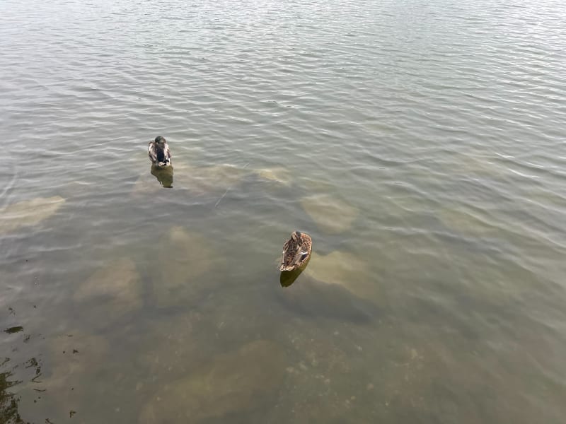 De Tournefeuille au lac de la Ramée - Tournefeuille