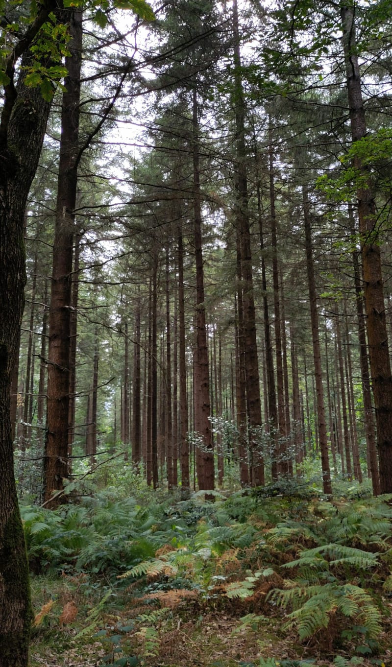 Forêt domaniale de Longuenée - Saint-Clément-de-la-Place