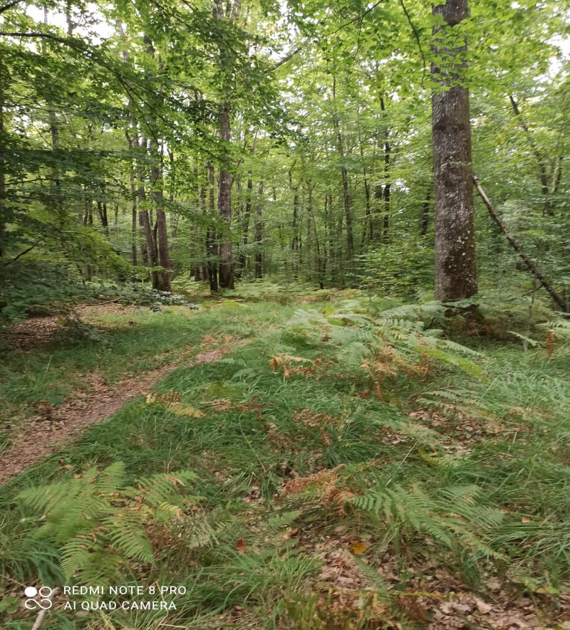 Balade en forêt de Vibraye - Vibraye