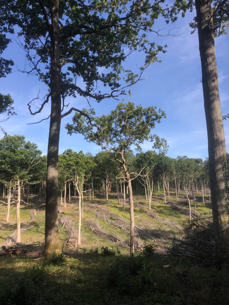 Forêt de dreux - Croth