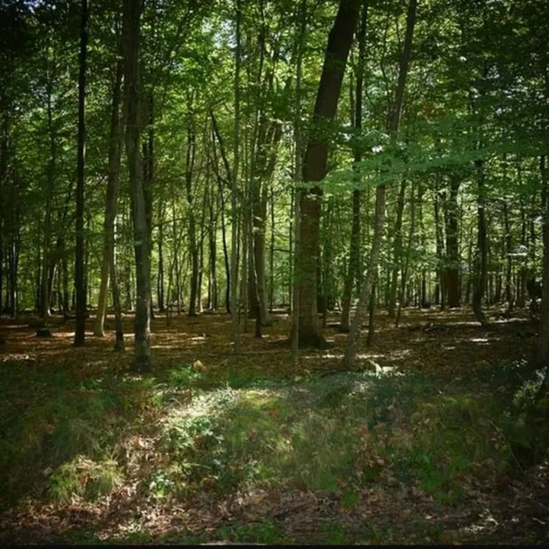 Le tour de Djul et Forêt du Bastard - Pau