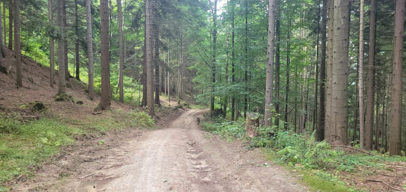 Piesza trasa Rychwałd - Koleby - Kocurów - Rychwałd - Rychwałd