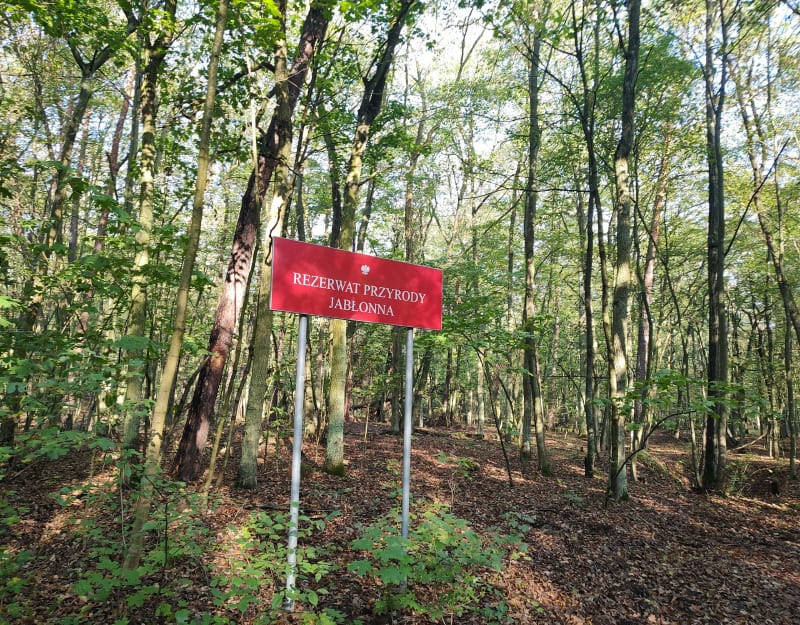Fajna trasa na spacer z psem - Jabłonna