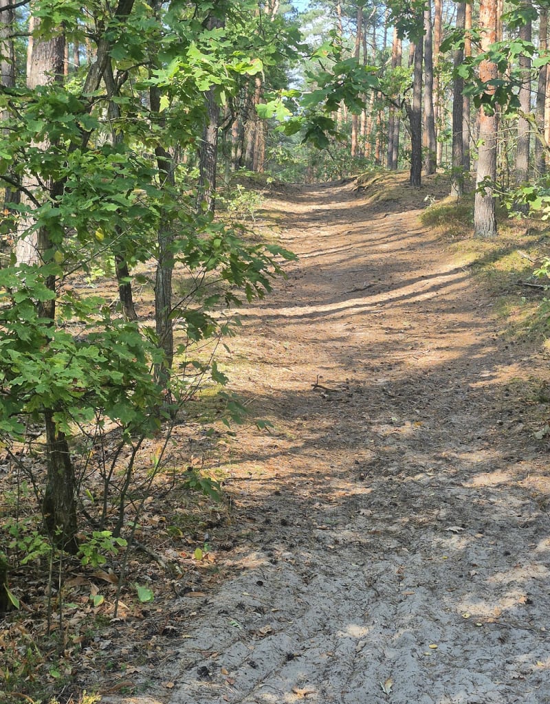 Kampinos Łomianki-Dąbrowa - Dąbrowa