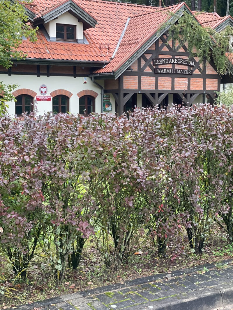 Spacer Gutkowo do Leśne Arboretum Warmii i Mazur - Olsztyn