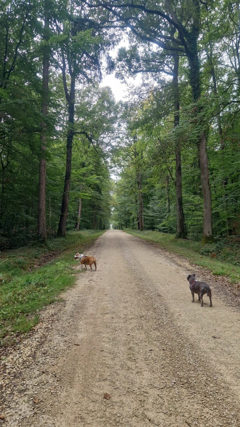 Balade de Forêt Loches et Conservateur - Saint-Quentin-sur-Indrois