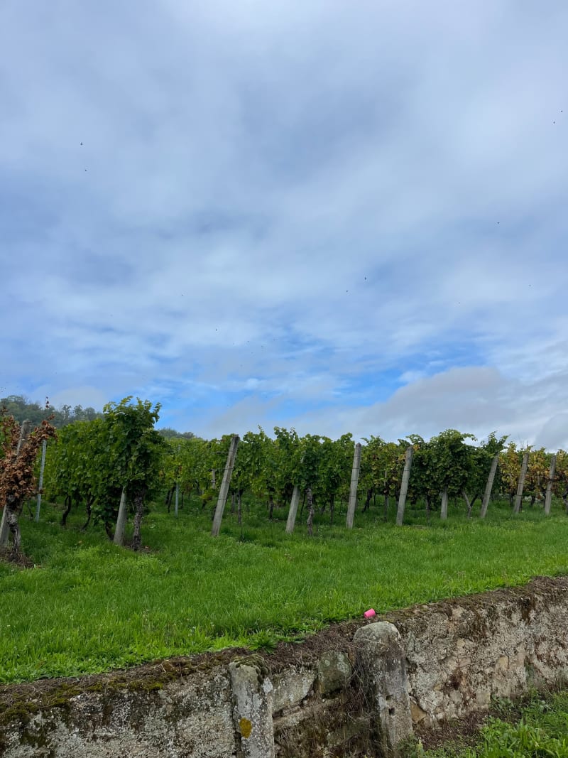Promenade entre vignes et forêt à Mutzig - Mutzig