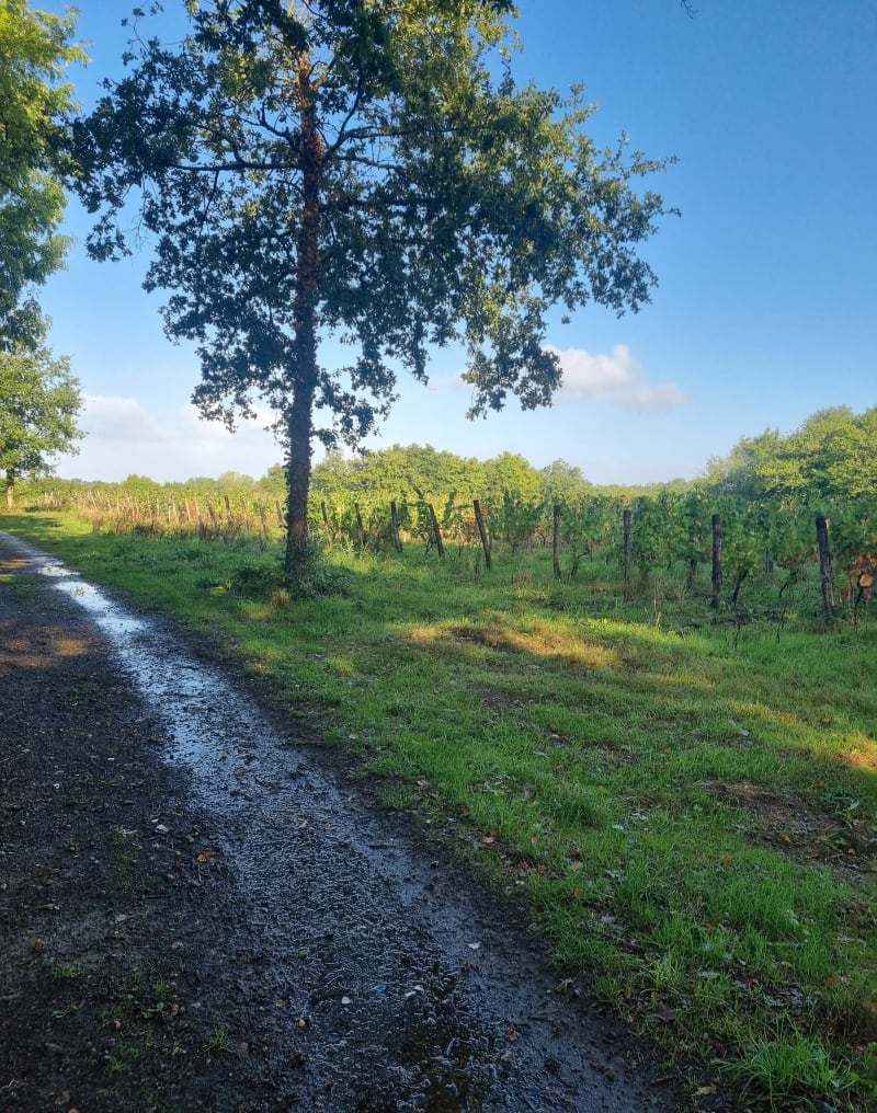 Chaille sous les Ormeaux, par la Blinière - Rives de l'Yon